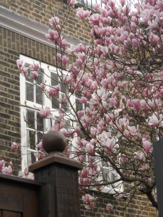 Spring Blossoms in Chelsea London Perfect Vacation Rentals
