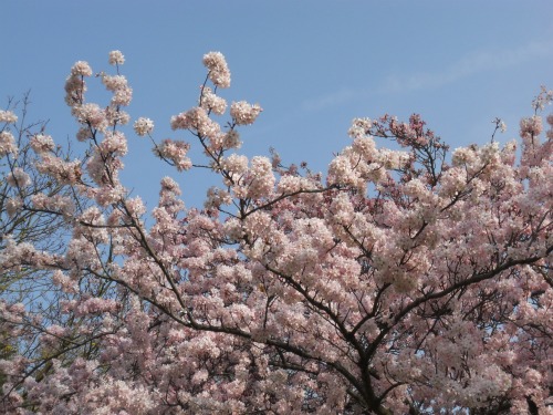 Spring Blossoms in Kensington Gardens London