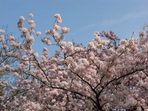 London in the Springtime