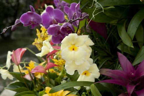 Orchids at Kew Gardens