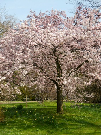 Beautiful Spring Blossoms in Kensington Gardens