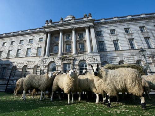 Woolly Sheep and Wool House Somerset House London
