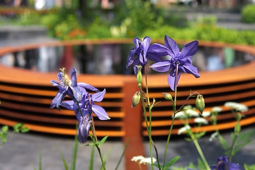 The Chelsea Flower Show in London