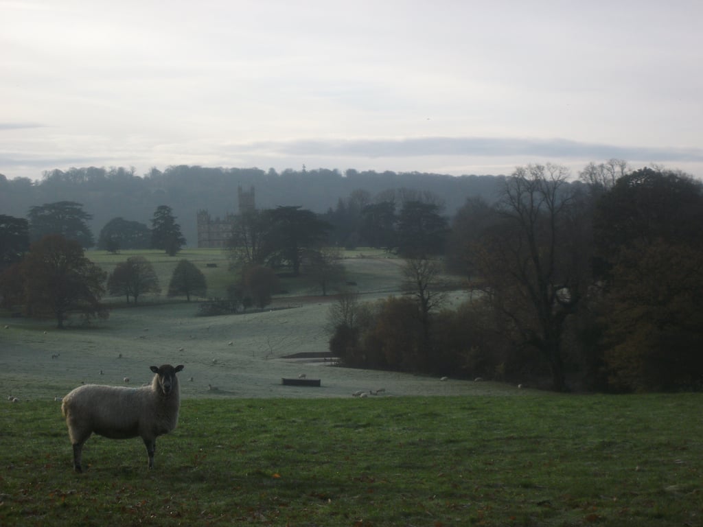 Ah! Wintery frostiness in the English countrtside with Highclere Castle in the distance and a sheep enroute to the Christmas Fair. Will you be joining her, I wonder?