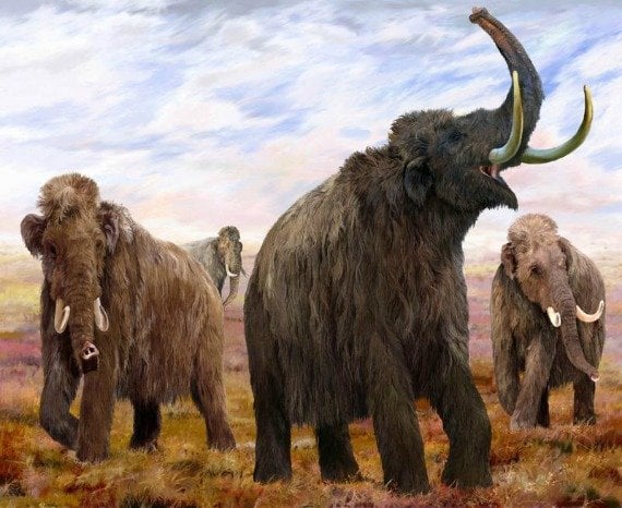 The Mammoths are Coming to London!