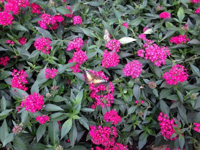 Catch Sensational Butterflies at the Natural History Museum!