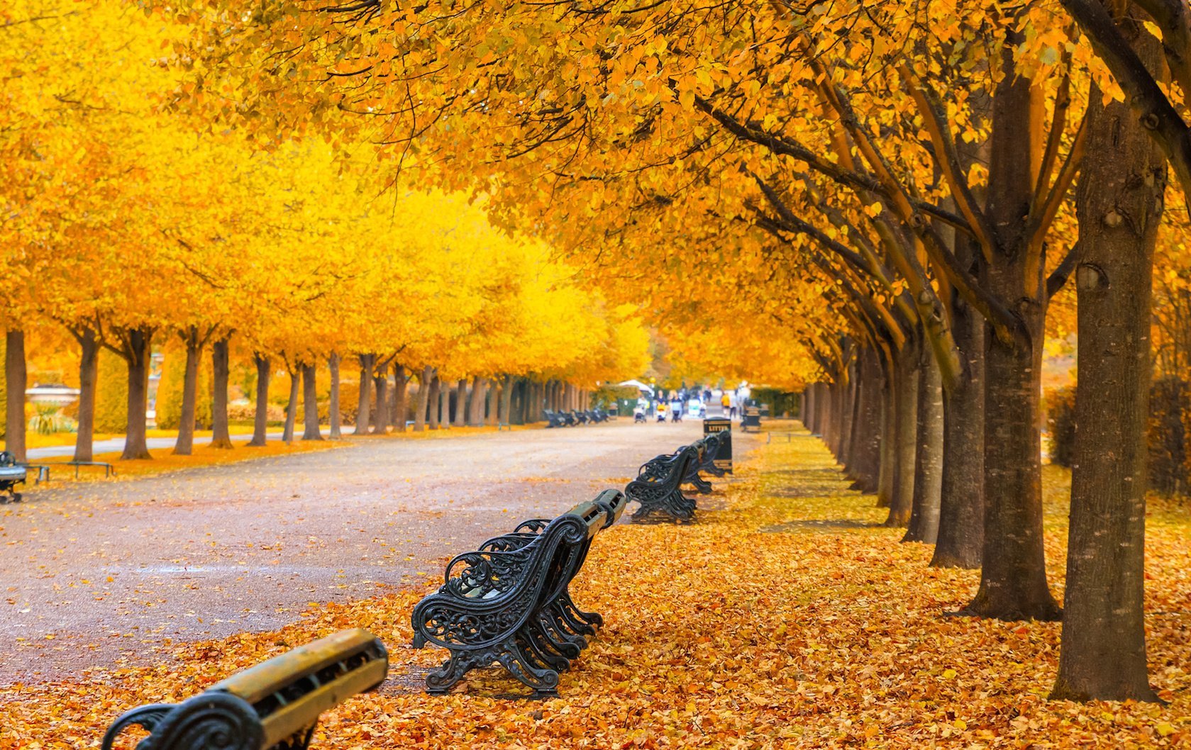 fall foliage in London by London Perfect