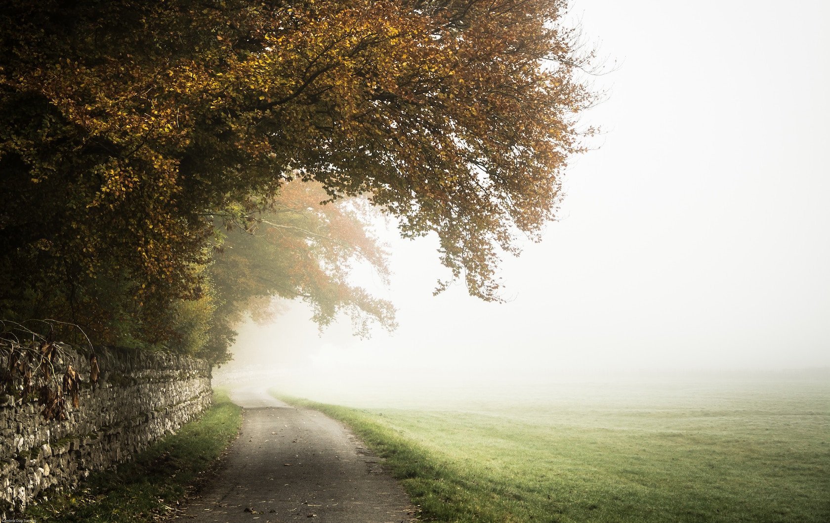 fall foliage in London by London Perfect