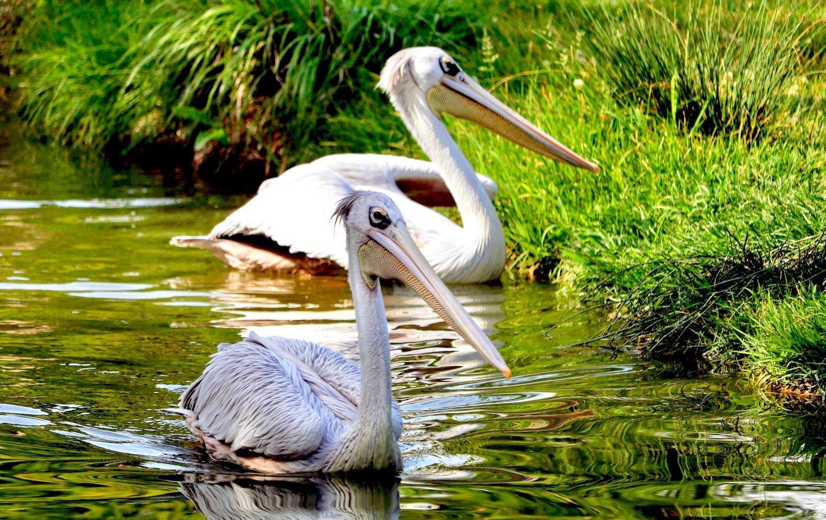 wildlife in London by London Perfect