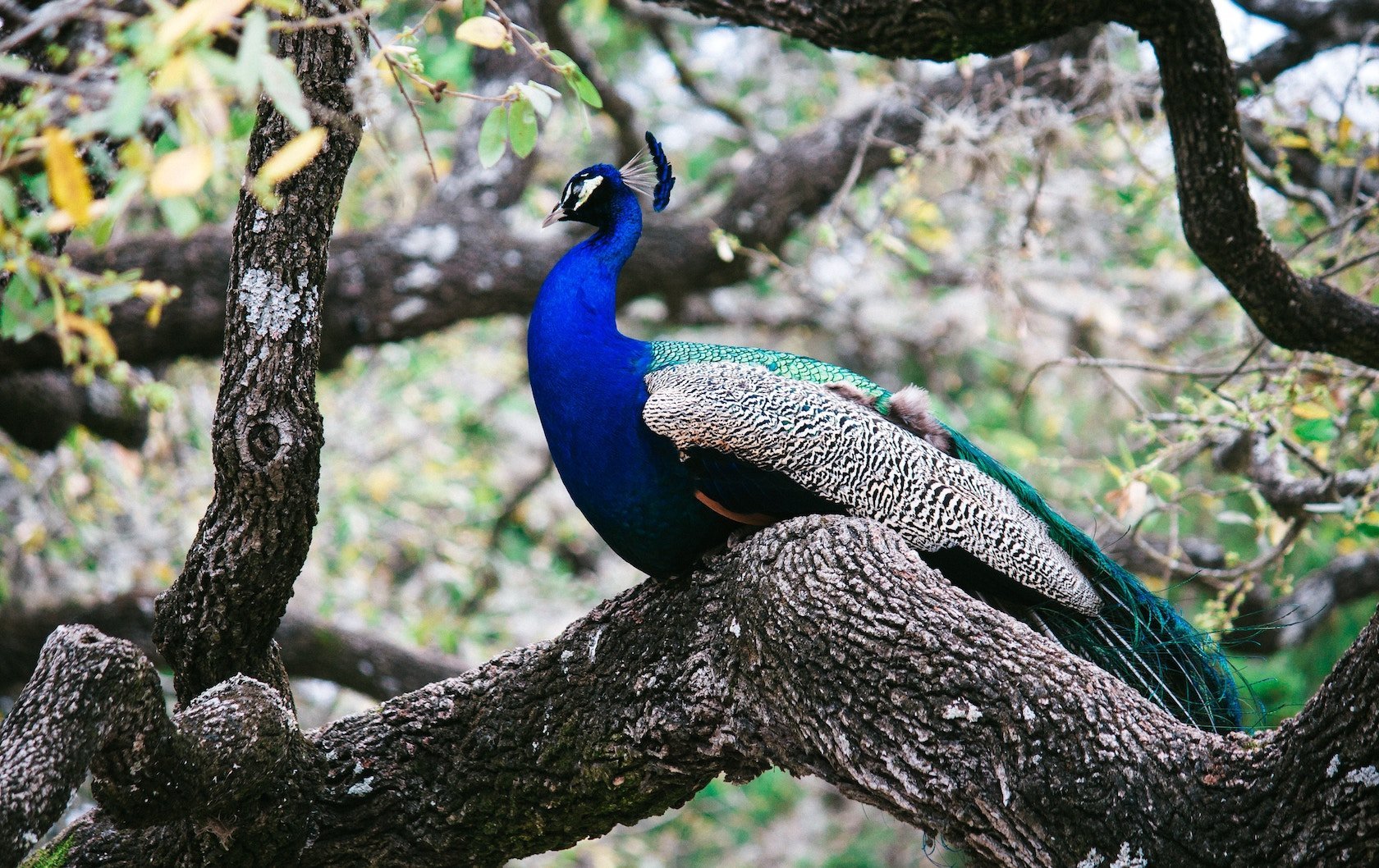 wildlife in London by London Perfect