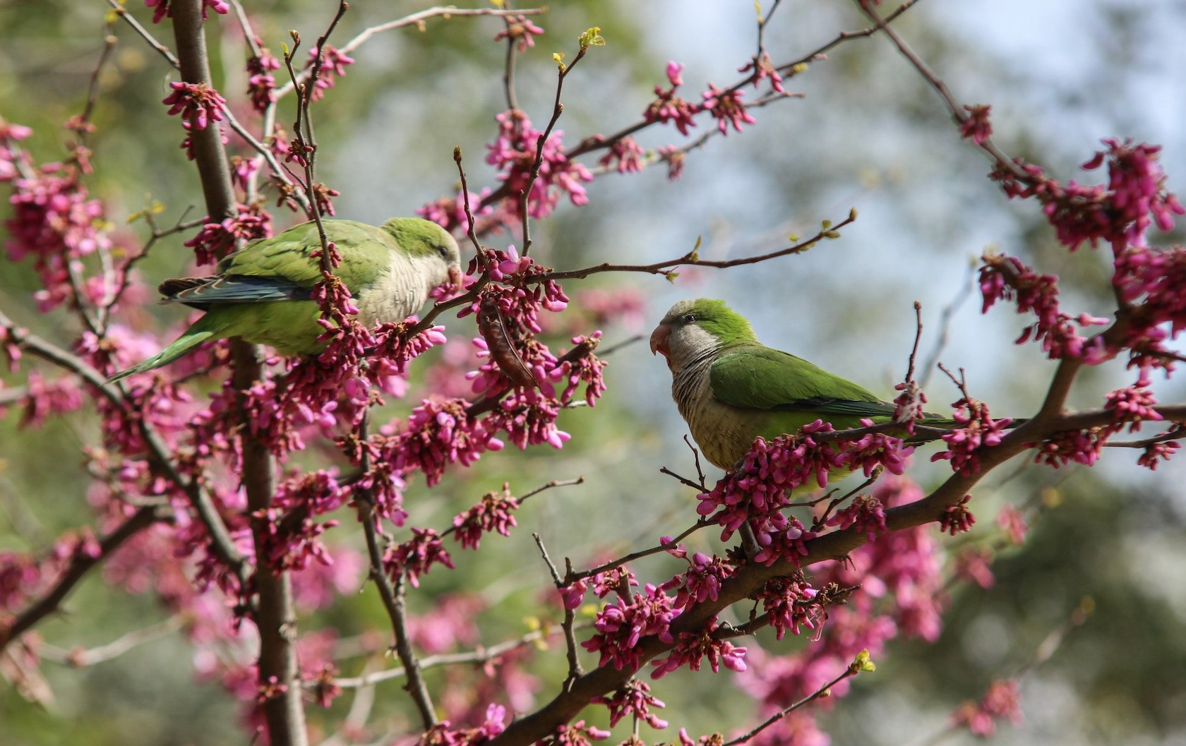wildlife in London by London Perfect