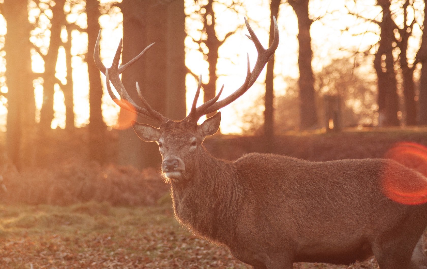 wildlife in London by London Perfect