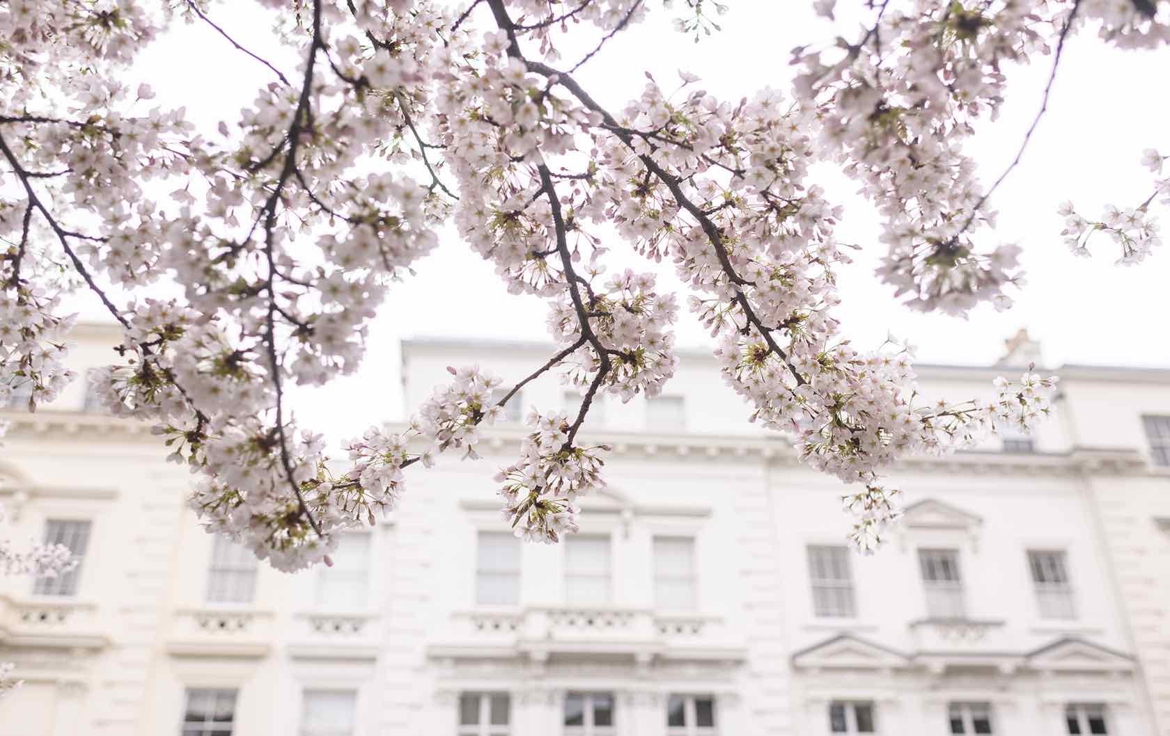 Blooming London: Where to See London’s Spring Flowers