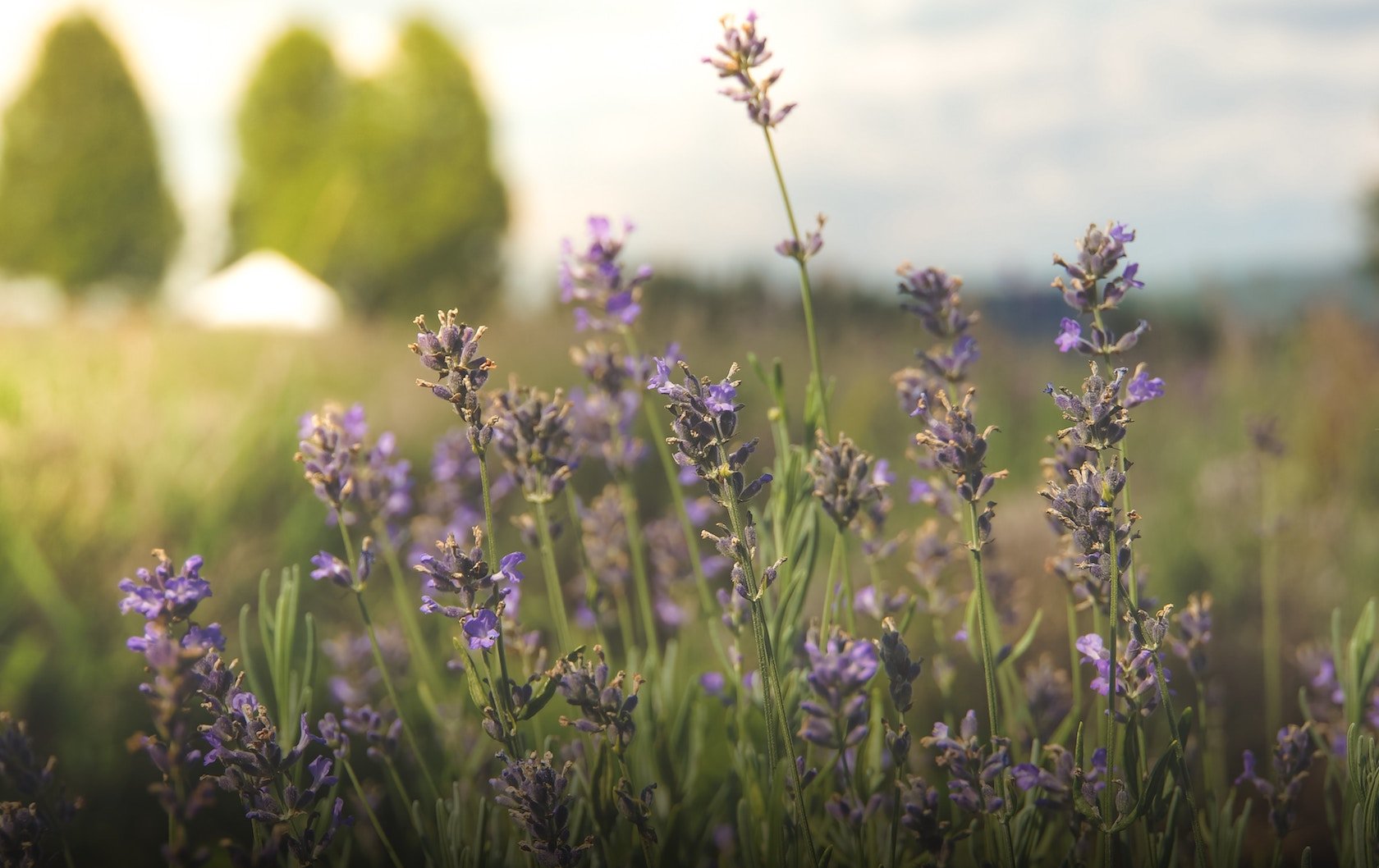 London’s Spring Flowers by London Perfect