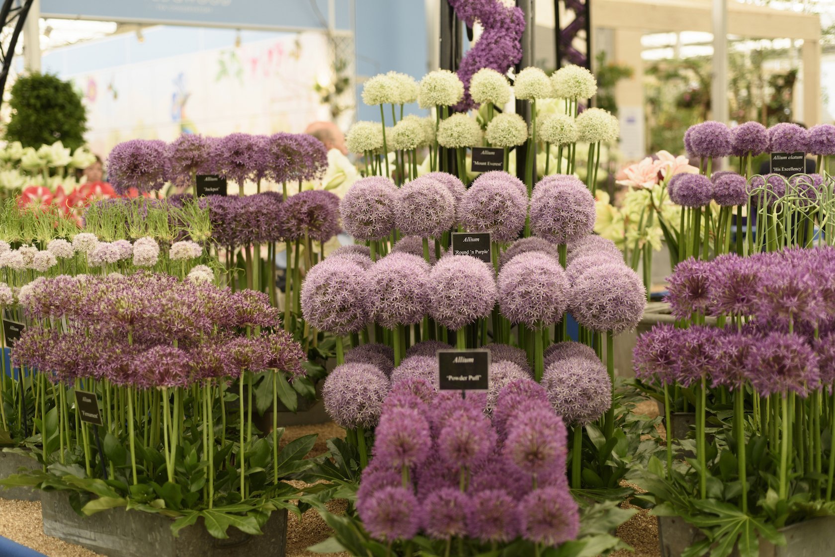 The Complete Chelsea Flower Show Guide London Perfect