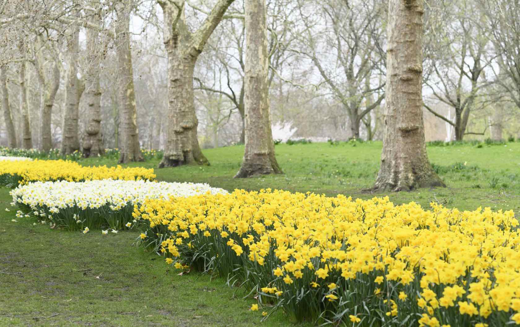 London in Spring daffodils