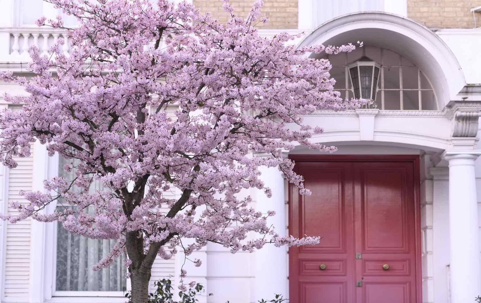 Spring flowers in London