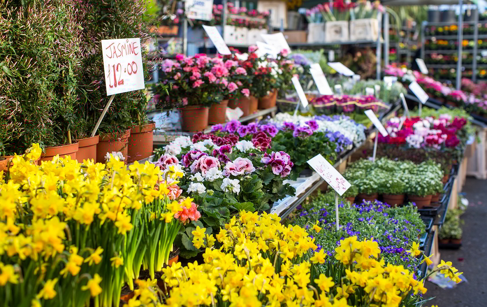 Flowers for sale at Columbia Road Market