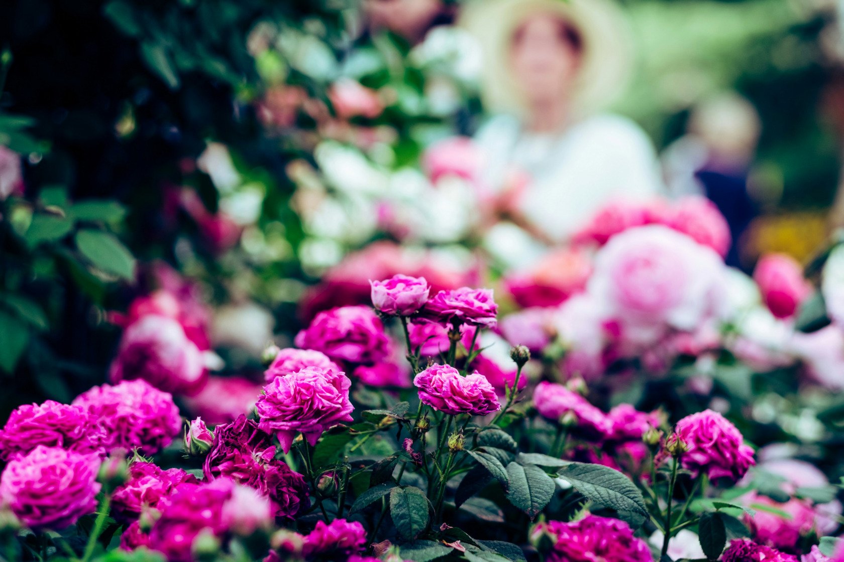 London Chelsea Flower Show