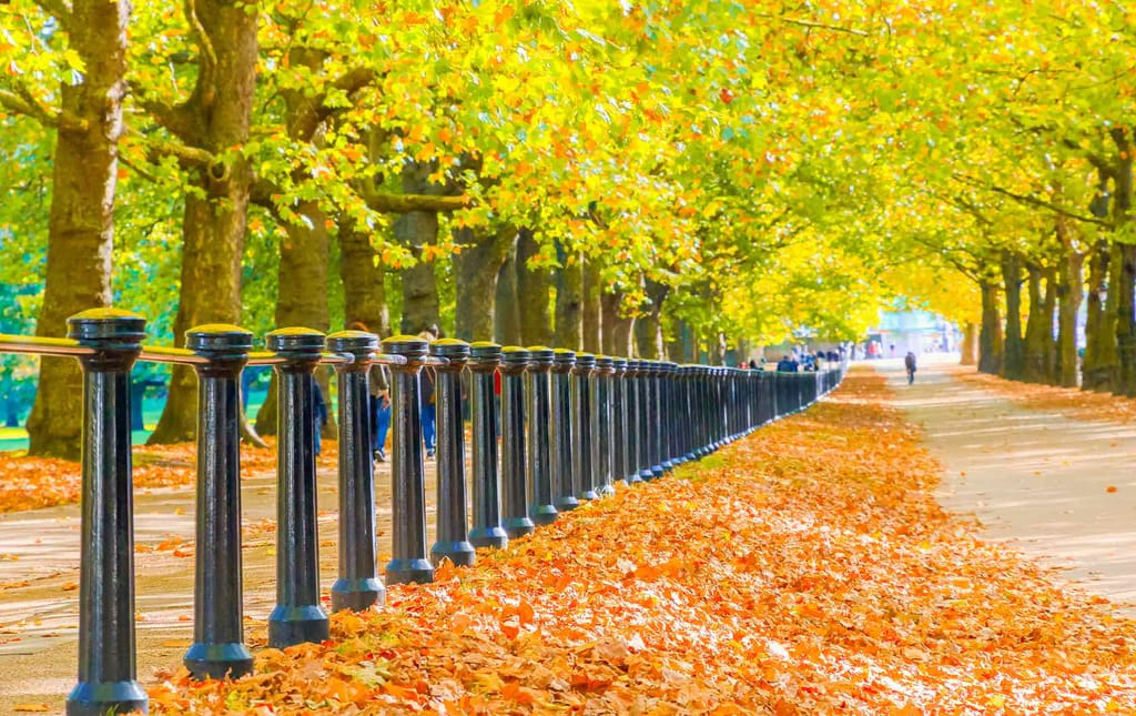 6 Places To See Fall Foliage In London by London Perfect