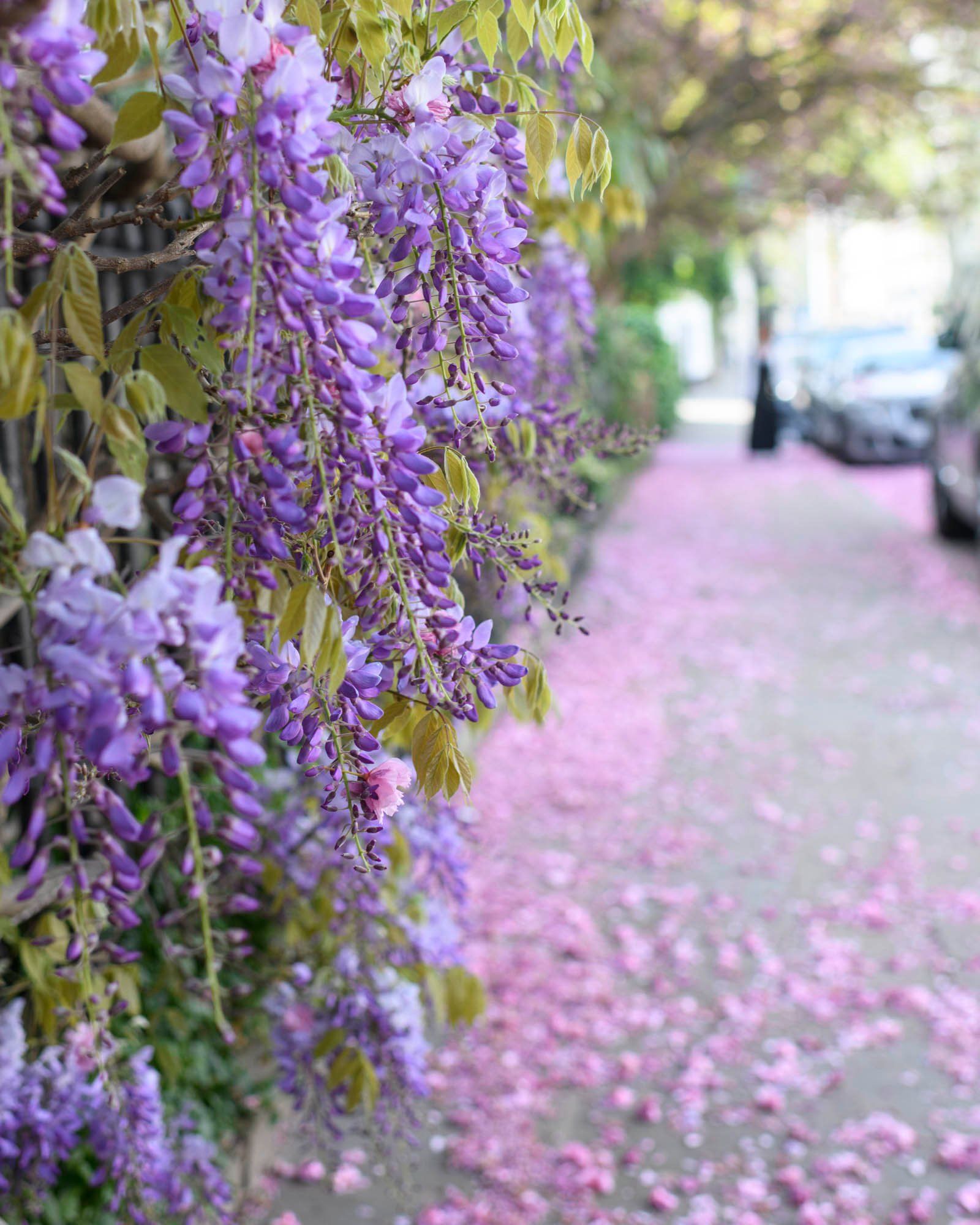 spring flowers in Lonodon