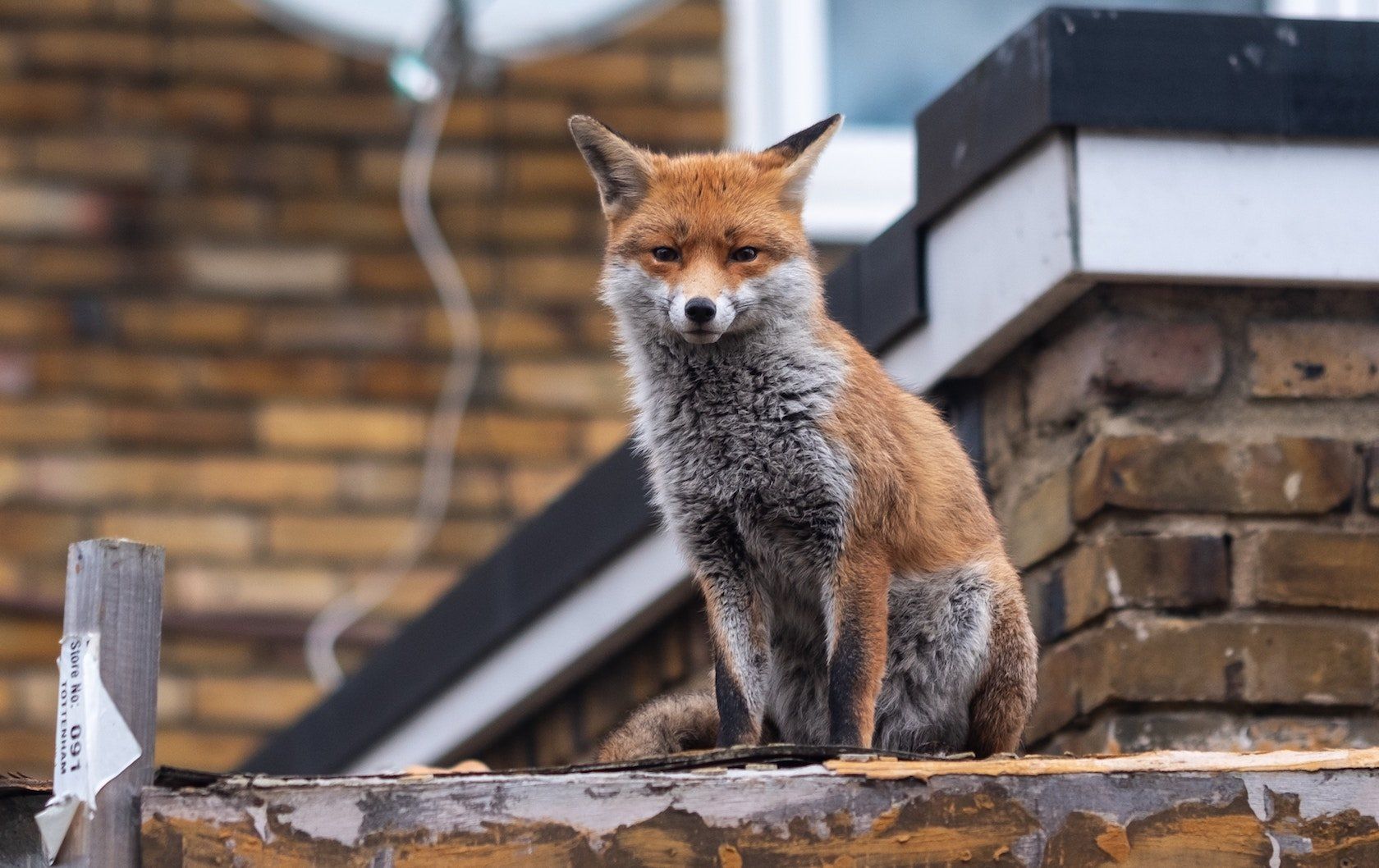 wildlife in London by London Perfect