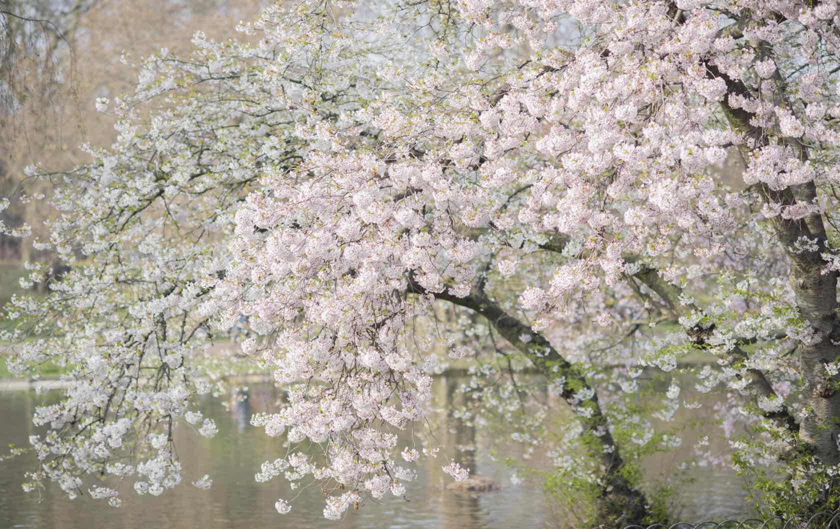 Where See London’s Spring Flowers by London Perfect Flowering tree