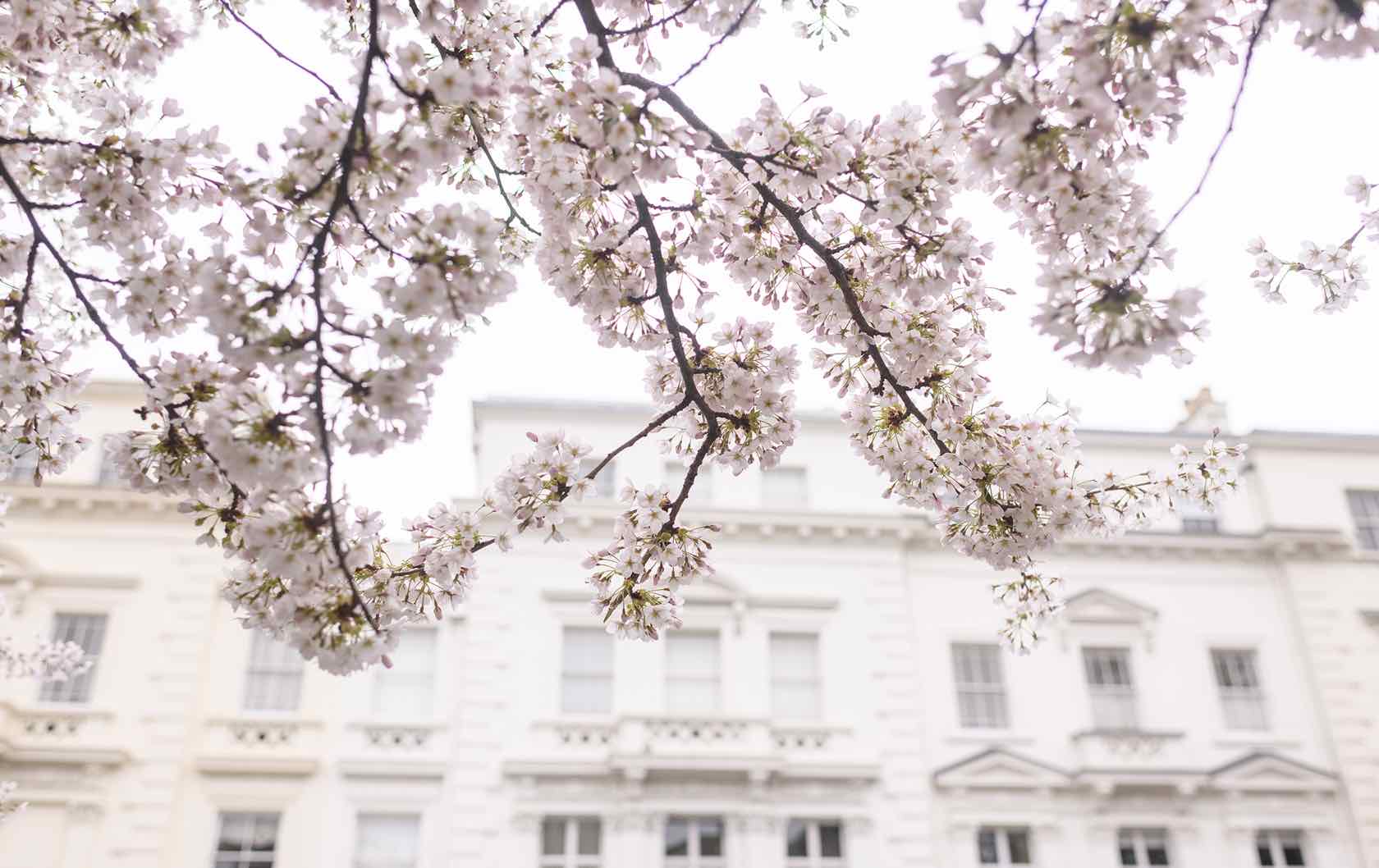 Spring flowers in London