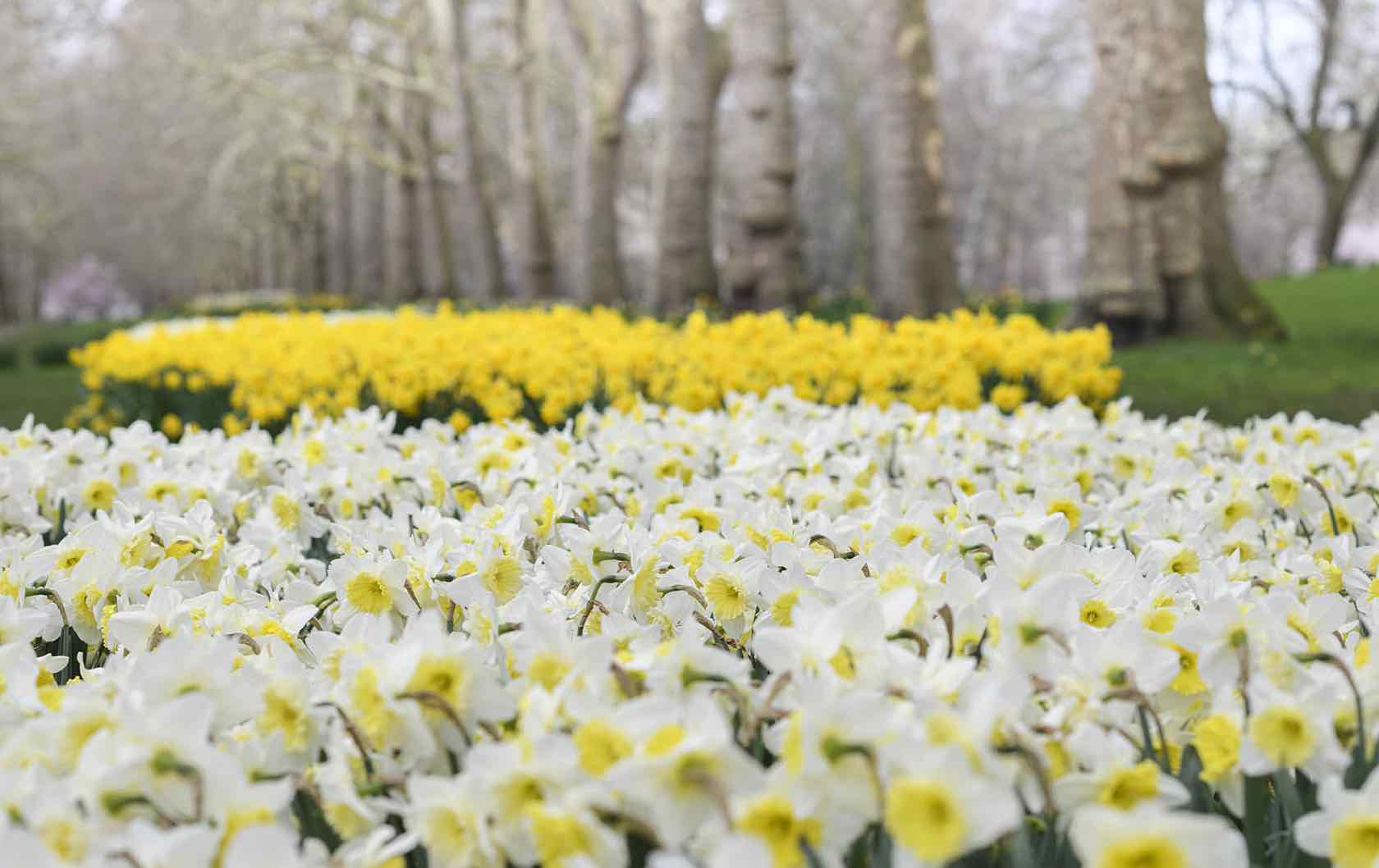 London in spring flowers in park