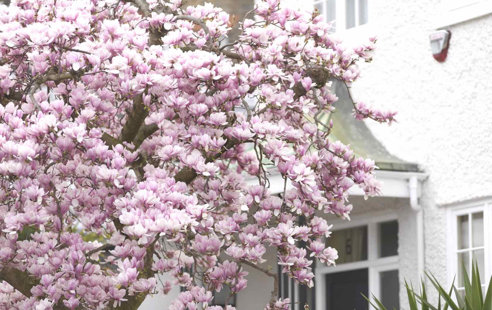 spring in London flowers