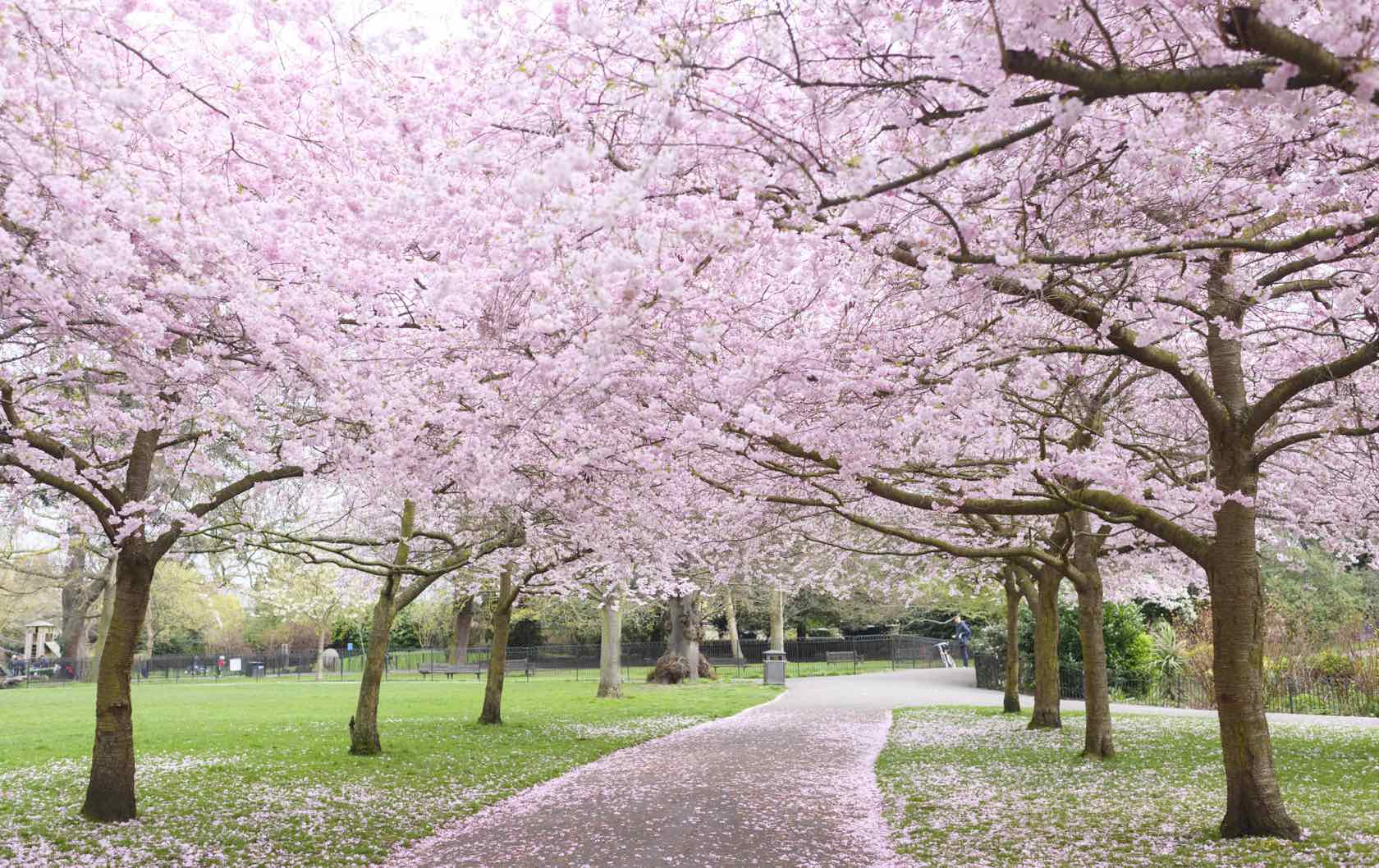 London spring blossoms 