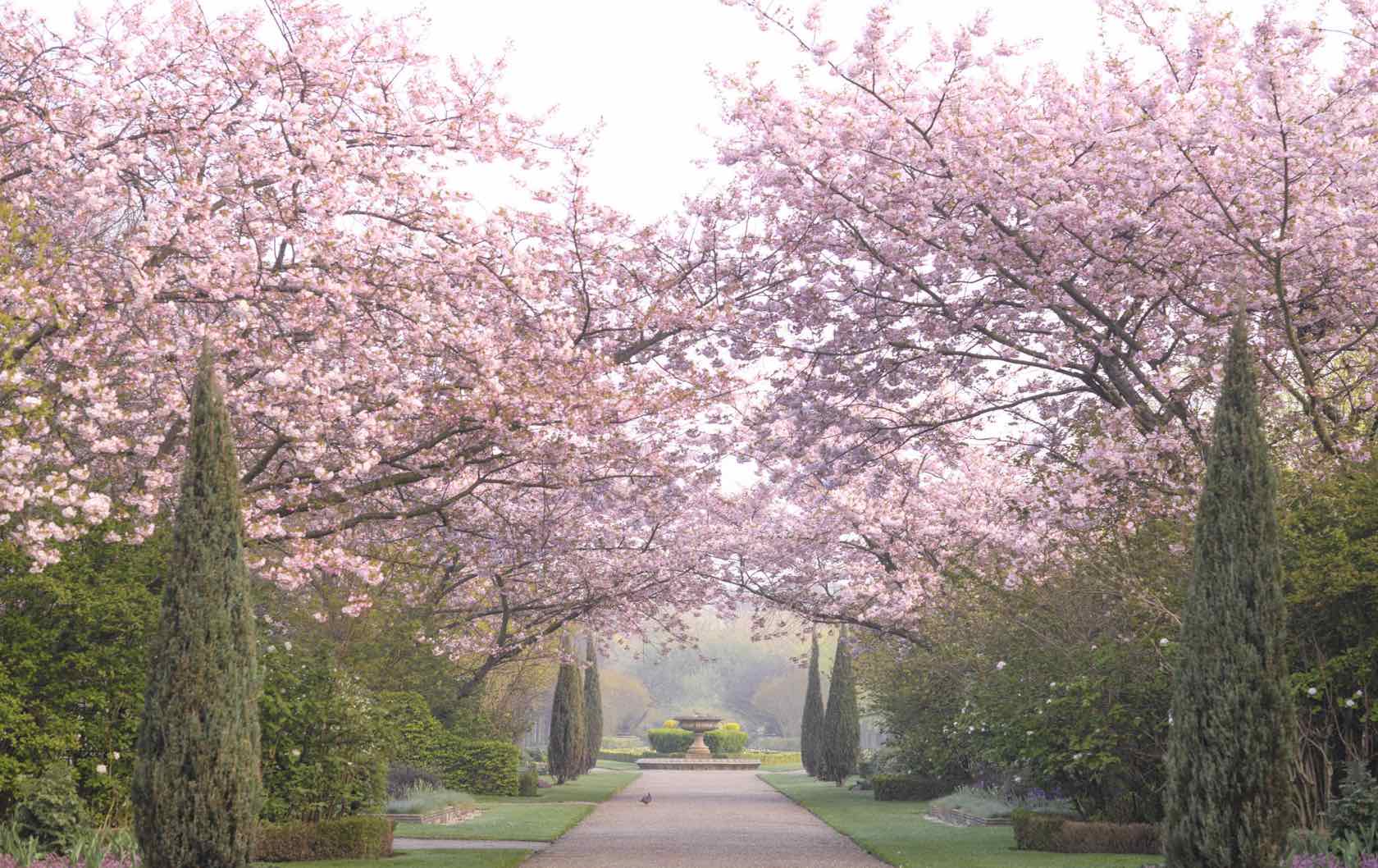 London spring flowering trees