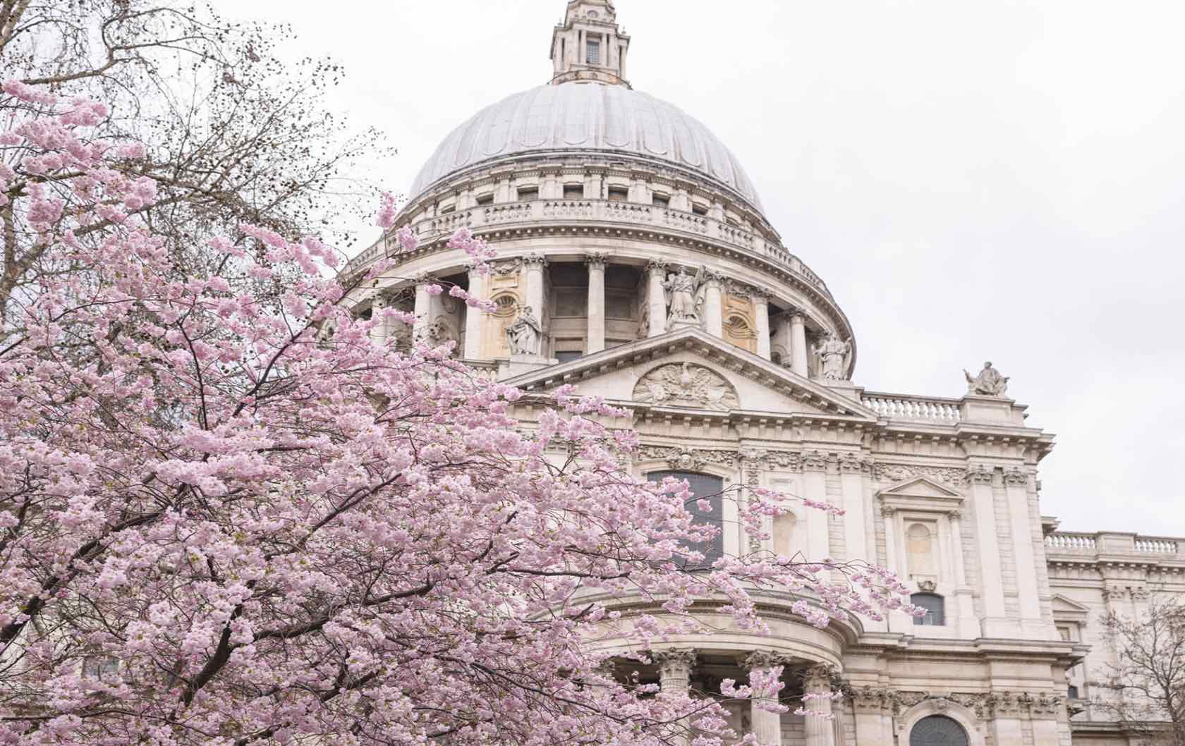 Spring flowers in London