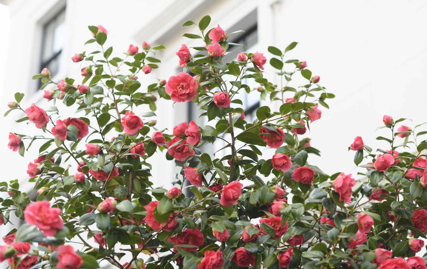 London in spring flowers