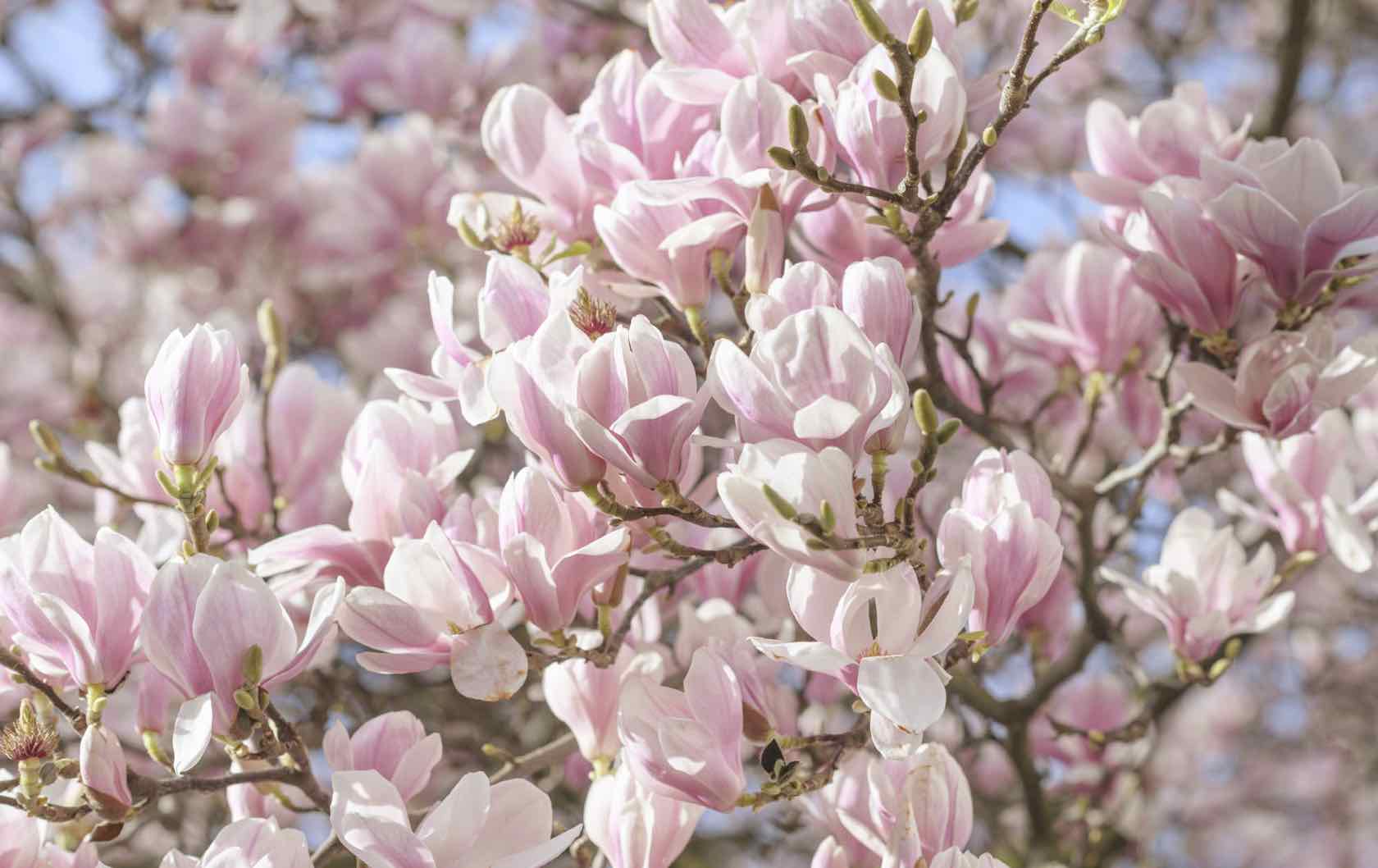 London in spring flowers