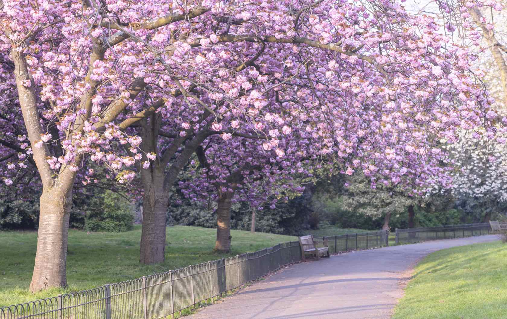 spring flowers in London