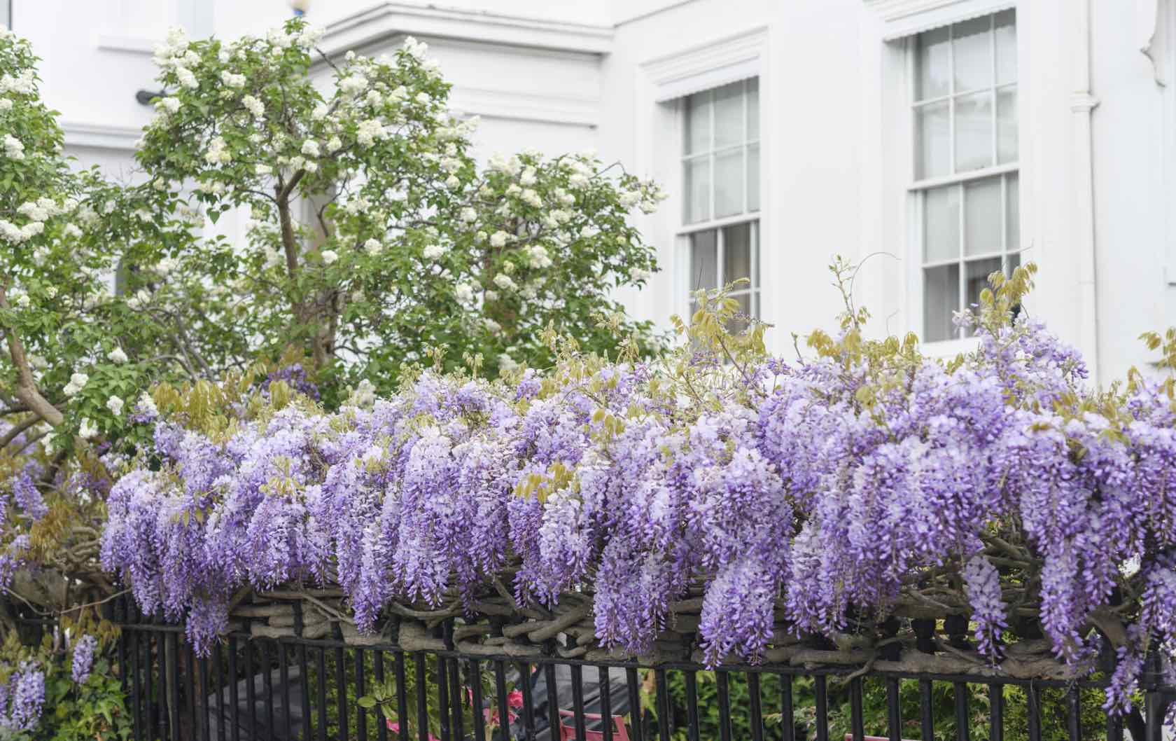 Spring flowers in London