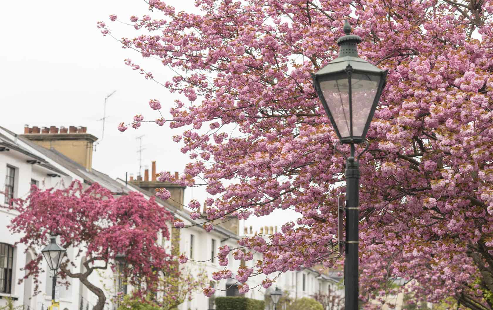 Spring flowers in London