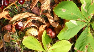 Chestnuts or Conkers in Kensington Gardens