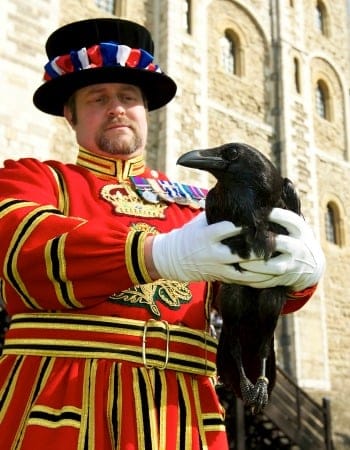 Historic Royal Palaces Raven Master Tower of London