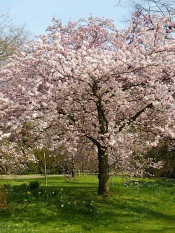 Beautiful Spring Blossoms in Kensington Gardens