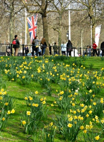 Daffodils in St James's Park London