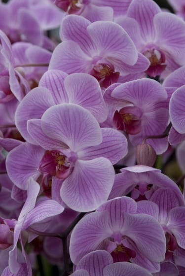 Learnd how to grow orchids at home