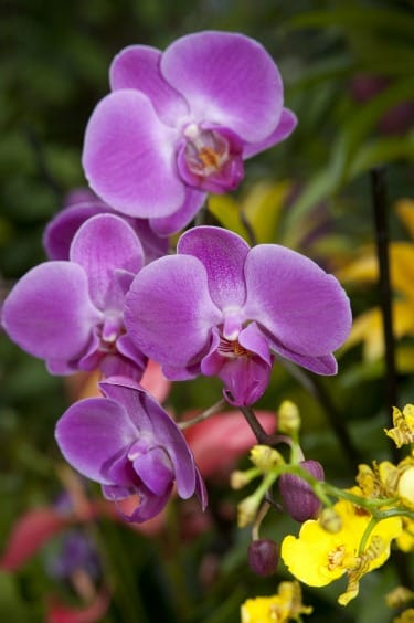 Orchids at Kew Gardens in London