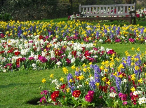 Spring Flowers Kensington London