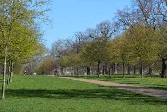 Kensington Gardens London Spring Green on the Trees