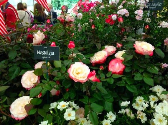 'Nostalgia' Roses for sale. 