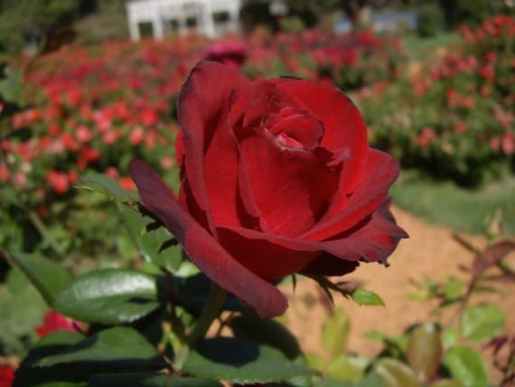The majesty of the rose
