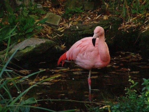 Yes, real Flamingos in this garden