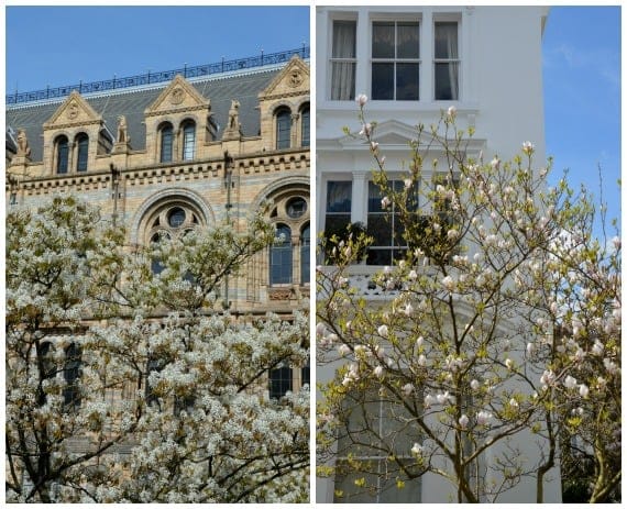 South Kensington Spring Blooms London